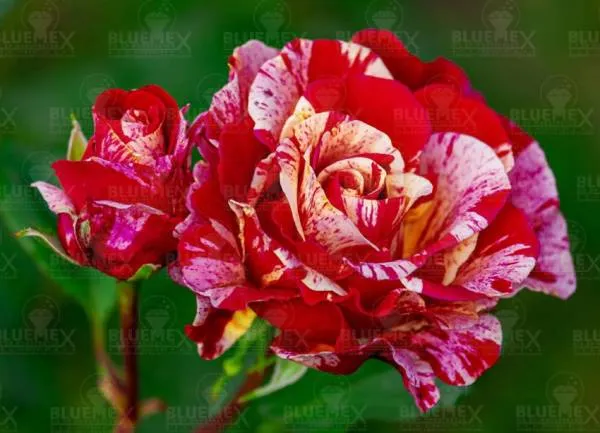 FREE Diamond Painting picture, rose, pied, 80x60cm, 60 colors, round stones, full image
