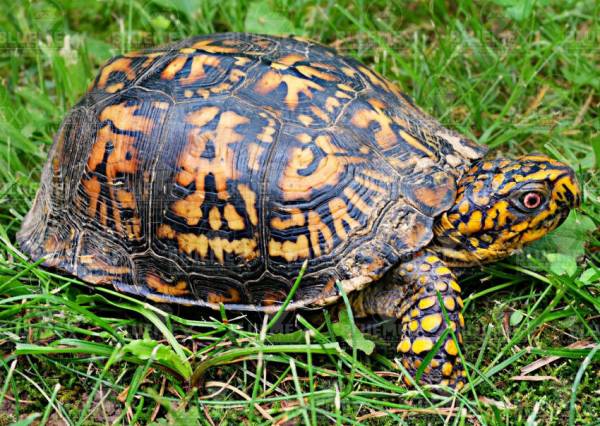 Diamond Painting picture, turtle, square stones, approx. 90x65cm, 45 colors, full image