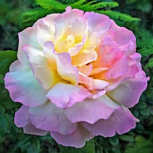 Diamond Painting picture, pastel flower, 70x70cm, 50 colours, round stones, full picture