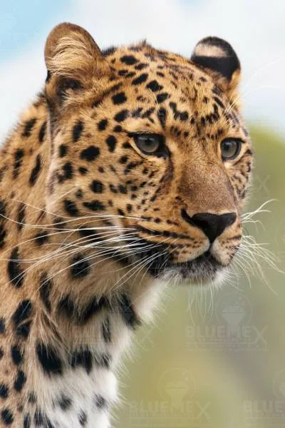 Diamond Painting picture, Silent hunter, 60x90cm, 48 colours, round stones, full picture