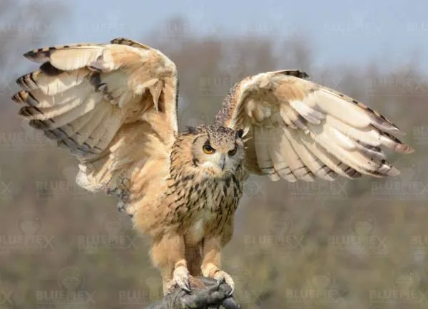 Diamond Painting picture, eagle owl, 100x75cm, 60 colors, round stones, full screen