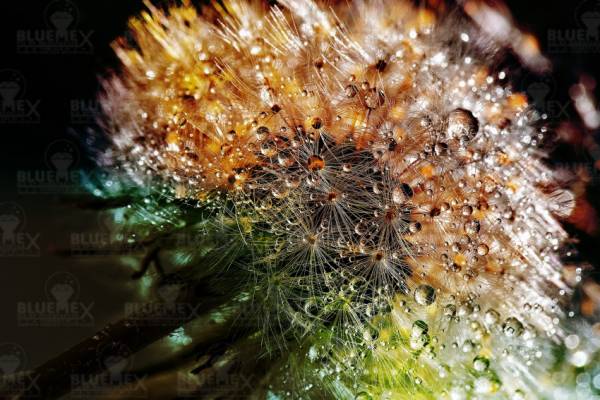 Diamond Painting Bild, Morgentau, 90x65cm, 55 Farben, eckige Steine, Vollbild