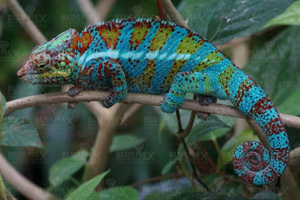 Diamond Painting picture, chameleon, round stones, 60x90cm, 50 colors, full screen