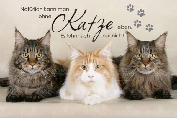 Diamond Painting picture, Ohne Katze Leben, round stones, 60x90cm, 60 colors, full picture