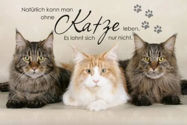 Diamond Painting Bild, Ohne Katze Leben, 90x60cm, 60 Farben, eckige Steine, Vollbild