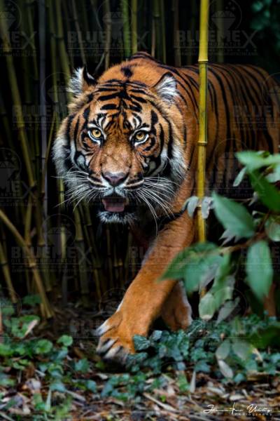 Diamond Painting picture, Tiger, round stones, 50x80cm, 50 colours, full picture