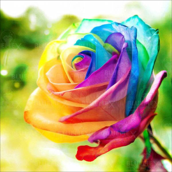 Rainbow rose, square stones, 40x40cm, 46 colors, full screen