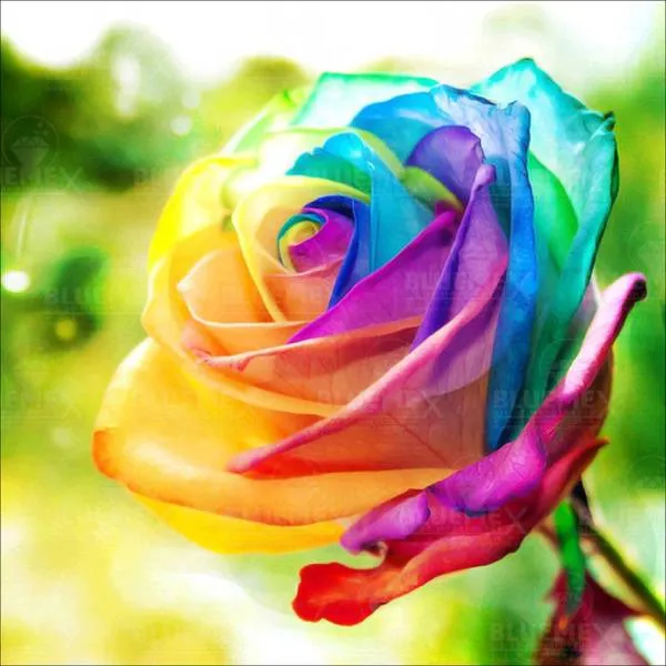 Rainbow rose, 40x40cm, 46 colors, square stones, full screen