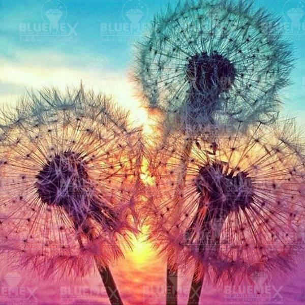 Diamond Painting Bild, Pusteblumen, runde Steinchen, ca. 50x50cm, 35 Farben, Vollbild