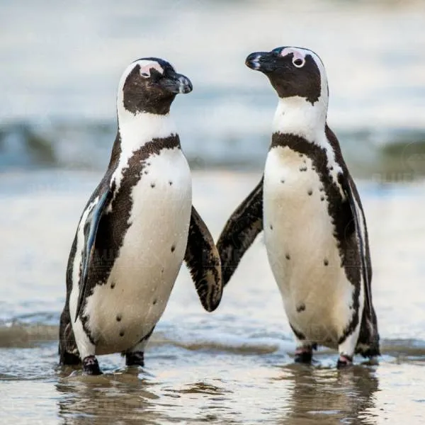 Diamond Painting picture, penguin pair, 60x60cm, 45 colors, round stones, full picture