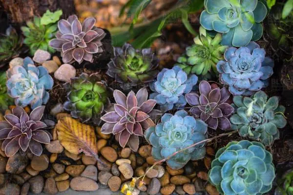 Diamond Painting picture, succulents, 75x50cm, 65 colors, round stones, full picture