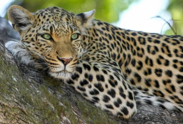 Diamond Painting picture, leopard, round stones, approx. 79x53cm, 100 colors