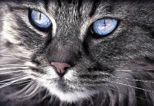 Diamond Painting Bild, Katzenportrait, runde Steinchen, ca. 90x61cm, 80 Farben, Vollbild