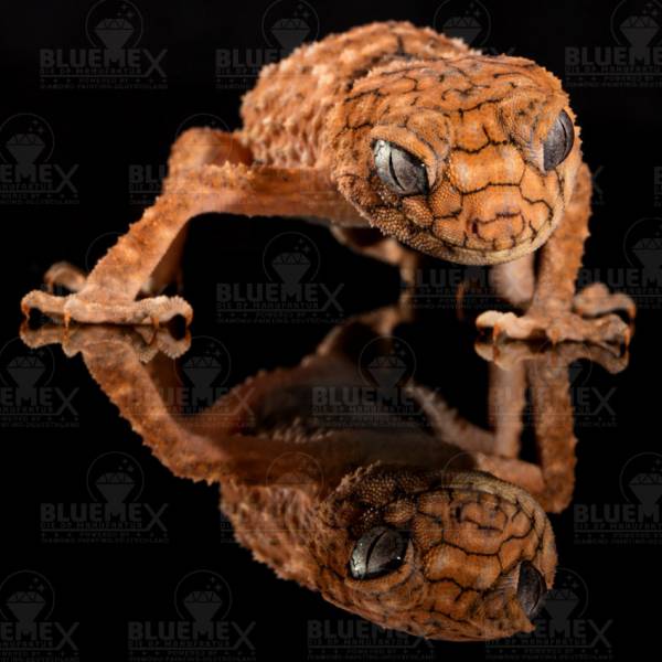 Diamond Painting picture, gecko, round stones, approx. 90x90 cm, 100 colours