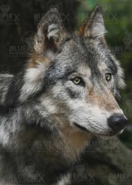 Diamond Painting picture, Wolf, 55x78cm, 70 colors, round stones, full picture