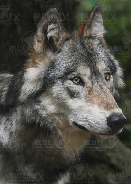 Diamond Painting Bild, Wolf, 50x70cm, 70 Farben, eckige Steine, Vollbild