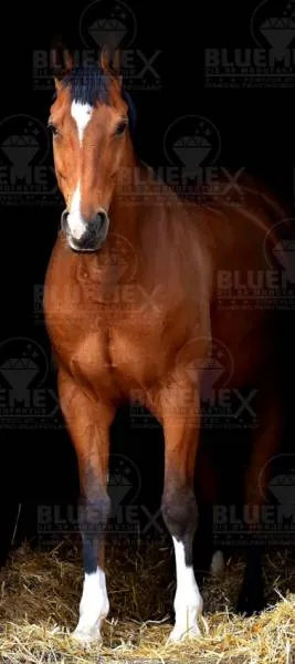 Diamond Painting Bild, Pferd, stehend, 40x90cm, 120 Farben, eckige Steine, Vollbild