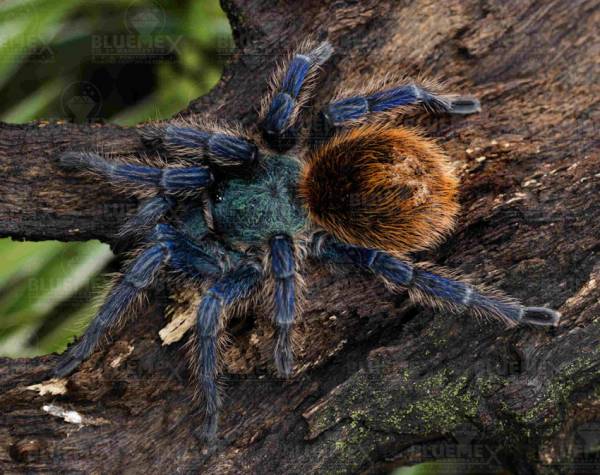 Diamond Painting picture, Tarantula, square stones, approx. 70x55cm, 130 colors, fullscreen