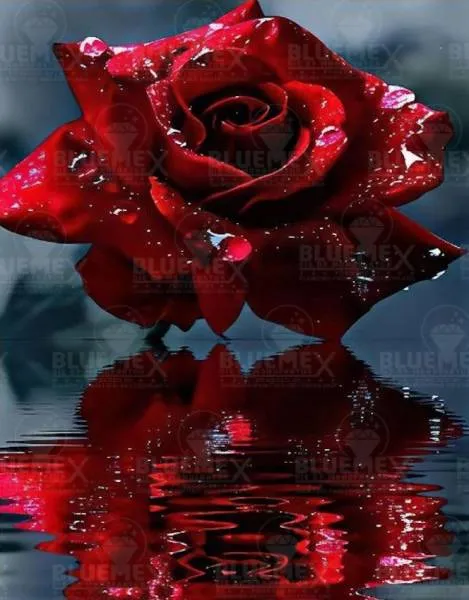 Diamond Painting Bild, Rosenspiegelung, 60x70cm, 40 Farben, runde Steine, Vollbild