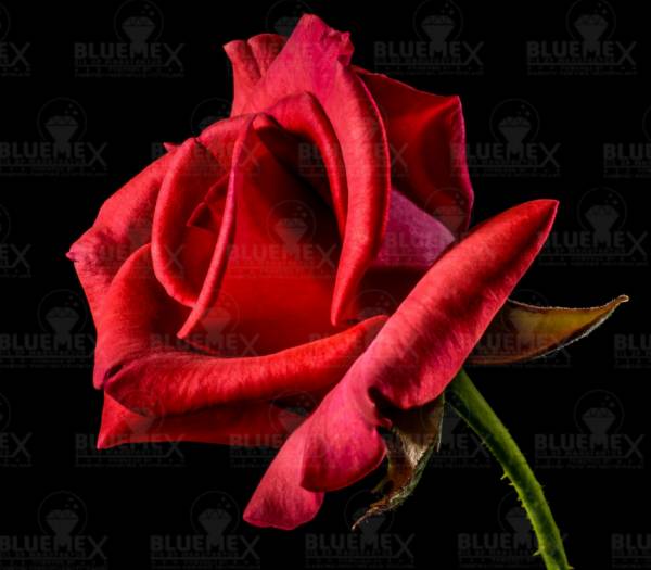 Diamond Painting Bild, Blume der Liebe, runde Steinchen, 50x50cm, 45 Farben, Vollbild