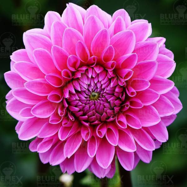 Diamond Painting picture, dahlia, angular stones, approx. 40x40cm, 50 colours, full picture