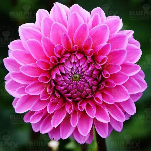 GRATIS Diamond Painting Bild, Dahlie, 40x40cm, 50 Farben, eckige Steine, Vollbild