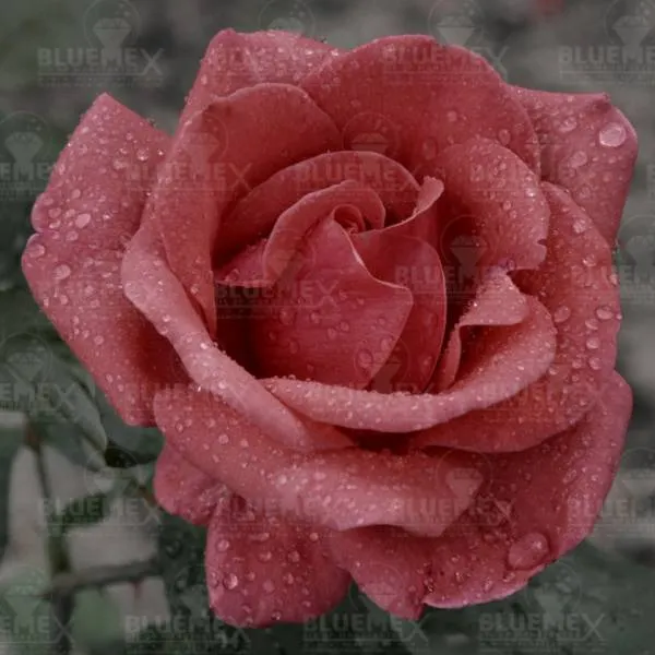 Diamond Painting Bild, Rosentropfen, 60x60cm, 50 Farben, runde Steine, Vollbild