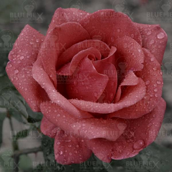 Diamond Painting Bild, Rosentropfen, eckige Diamanten, 60x60cm, 50 Farben, Vollbild