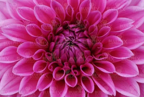 Diamond Painting picture, heart of dahlia, 75x50cm, 25 colors, square stones, full image