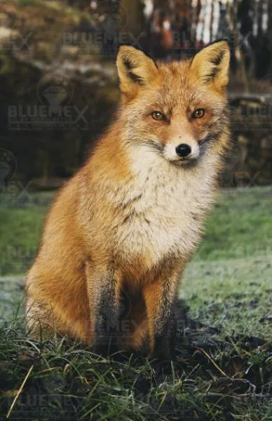 Diamond Painting Bild, Rotfuchs, 60x90cm, 50 Farben, runde Steine, Vollbild