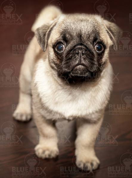 Diamond Painting Bild, junger Mops, runde Steinchen, ca. 60x80cm, 45 Farben, Vollbild