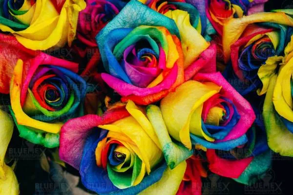 Diamond Painting Bild, Regenbogen-Rosen, 90x60cm, 50 Farben, runde Strass-Steine, Vollbild