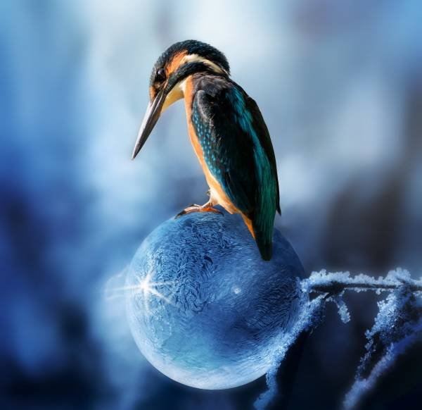 Diamond Painting Bild, Eisvogel, runde Steinchen, ca. 60x80cm, 50 Farben, Vollbild