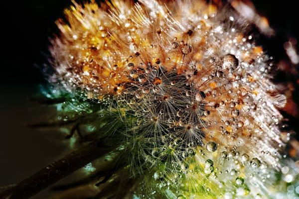 Diamond Painting Bild, Morgentau, runde Steine, ca. 65x90cm, 55 Farben, Vollbild