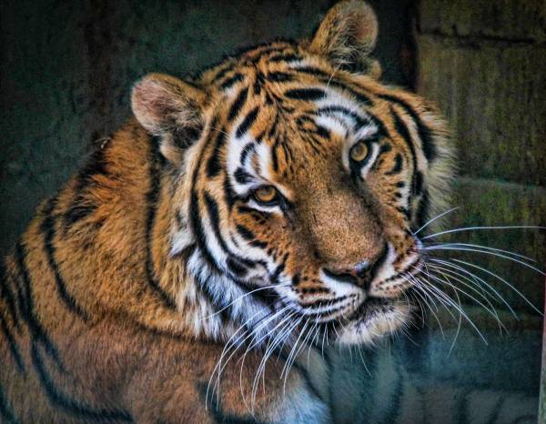 Diamond Painting Bild, Stolzer Tiger, eckige Steinchen, ca. 70x90cm, 55 Farben, Vollbild