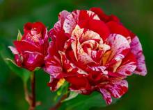 Diamond Painting picture, rose, pied, round stones, about 60x80cm, 60 colors, full image