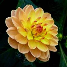 Diamond Painting Bild, Dahlie, orange, runde Steinchen, 50x50cm, 40 Farben, Vollbild