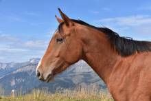 Diamond Painting picture, wild horse, square stones, 60x90cm, 48 colors, full image