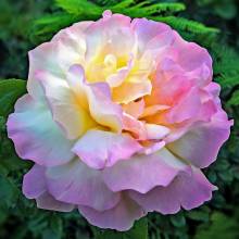 Diamond Painting Bild, Pastellblüte, runde Steinchen, 70x70cm, 50 Farben, Vollbild