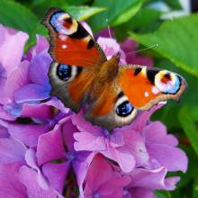 Diamond Painting picture, Peacock butterfly on hydrangea, round stones, 48 colours, 60x60cm, full picture