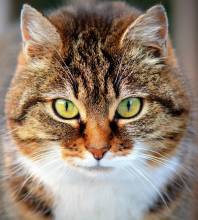 Diamond Painting Bild, Tigerkatze, eckige Steinchen, 55x50cm, 50 Farben, Vollbild