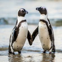 Diamond Painting picture, penguin pair, square stones, 60x60cm, 45 colors, full picture