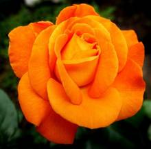 Diamond Painting picture, rose, orange, approx. 45x45cm, 75 colours, square stones