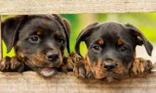 Diamond Painting Picture, Rottweiler puppies, round stones, 55x33cm, 89 colors, fullscreen