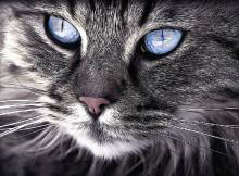 Diamond painting picture, portrait of a cat, round stones, approx. 90x61cm, 80 colors, full screen