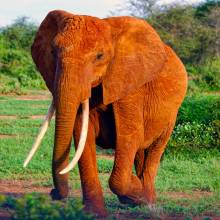Diamond Painting picture, elephant, round stones, approx. 78x78 cm, 200 colors
