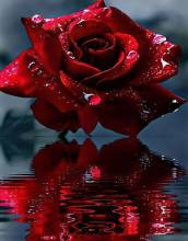 Diamond Painting picture, rose reflection, round diamonds, 70x60cm, 40 colours, full picture