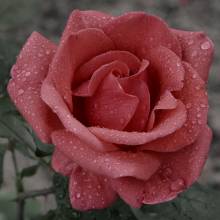 Diamond Painting picture, rose drops, round diamonds, 60x60cm, 50 colours, full picture