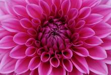 Diamond Painting picture, heart of dahlia, square stones, approx. 75x50cm, 25 colors, full image