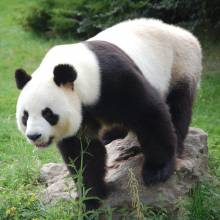 Diamond Painting picture, panda bear, round stones, 60x60cm, 50 colors, full picture